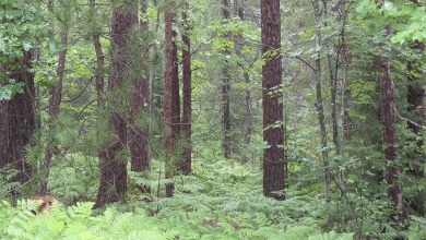 Two beautiful wooded parcels available to build your new home or on Wildwood Lakes in Michigan - for sale on GolfHomes.com, golf home, golf lot