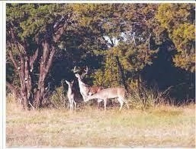 This subdivision is a hidden gem on Lake Whitney.  The lot is a on White Bluff Resort - New Course in Texas - for sale on GolfHomes.com, golf home, golf lot