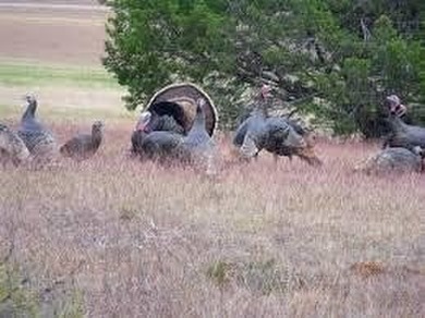 This subdivision is a hidden gem on Lake Whitney.  The lot is a on White Bluff Resort - New Course in Texas - for sale on GolfHomes.com, golf home, golf lot