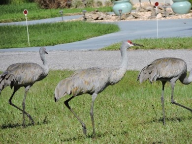 This one of 2 lots for sale. Rare Mixed-Use 0.54 acre lot in on Indian Lake Estates Golf and Country Club in Florida - for sale on GolfHomes.com, golf home, golf lot