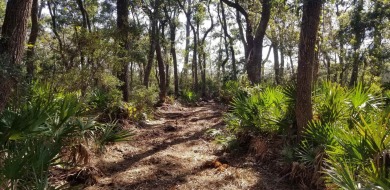 Nice wooded Waterfront Lot overlooking Dog Island. St. James Bay on St. James Bay in Florida - for sale on GolfHomes.com, golf home, golf lot