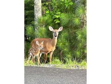 Discover your private woodland retreat with seasonal long-range on The Highlands Course at Lake Arrowhead in Georgia - for sale on GolfHomes.com, golf home, golf lot