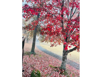 Wake up on the fairway and walk to everything Metfield. This on Bella Vista - Metfield Golf Complex and Country Club in Arkansas - for sale on GolfHomes.com, golf home, golf lot