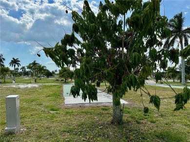 The mango tree survived the storm, and continues to produce on Kelly Greens Golf and Country Club in Florida - for sale on GolfHomes.com, golf home, golf lot