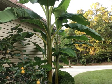 Must see FIXER UPPER golf home overlooking 6th hole of on Monticello Golf Club At Savannah Lakes in South Carolina - for sale on GolfHomes.com, golf home, golf lot