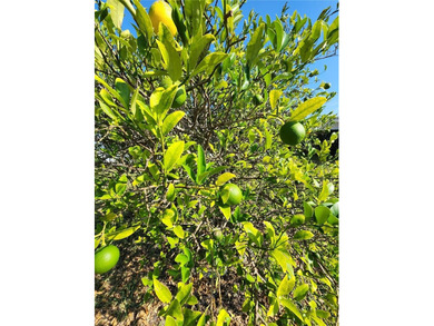 Located on the Golf Course with Views! No Rear neighbors! New on Mainlands Golf Club in Florida - for sale on GolfHomes.com, golf home, golf lot