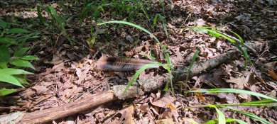 With hunting season officially here, we're excited to present on  in Arkansas - for sale on GolfHomes.com, golf home, golf lot