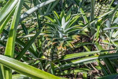 Welcome to your new home in the DESIRABLE GATED COMMUNITY OF on Sanctuary Ridge Golf in Florida - for sale on GolfHomes.com, golf home, golf lot