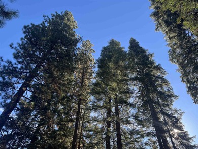 Great Golf Couse lot at Lake Almanor's premier development on Lake Almanor West Golf Course in California - for sale on GolfHomes.com, golf home, golf lot