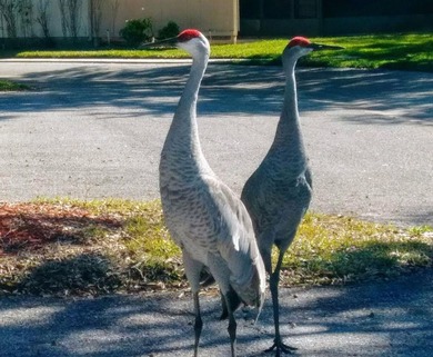 Welcome home to your lovely 2 bedroom, 2 bathroom END UNIT on Sabal Trace Golf and Country Club in Florida - for sale on GolfHomes.com, golf home, golf lot