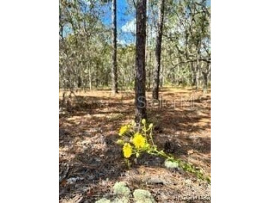 Check out these two lots (side by side) in Sugarmill Woods - in on Sugarmill Woods Golf and Country Club in Florida - for sale on GolfHomes.com, golf home, golf lot