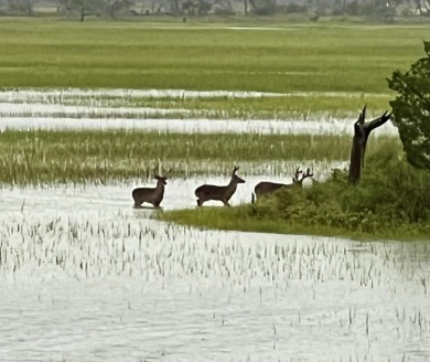 PANORAMIC INTER-COASTAL WATER VIEWS WITH DEEP WATER DOCK on Wild Dunes Harbor Golf Resort in South Carolina - for sale on GolfHomes.com, golf home, golf lot