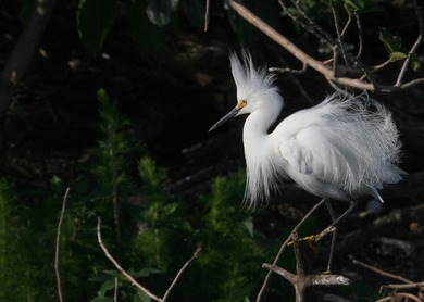 YOU ASKED FOR IT!  THIS FABULOUS HOME IN SABAL POINTE OFFERS on BallenIsles Golf and Country Club in Florida - for sale on GolfHomes.com, golf home, golf lot