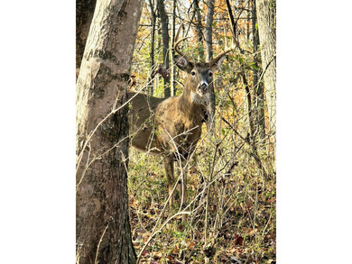 Very secluded 1.5 acre lot on 3 wooded parcels in Hide-A-Way on Hide-A-Way Hills Golf Club in Ohio - for sale on GolfHomes.com, golf home, golf lot