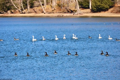 Build your dream home surrounded by Hemlock Trees and evergreen on Alpine Lake Resort in West Virginia - for sale on GolfHomes.com, golf home, golf lot