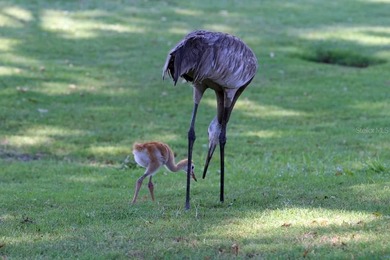 Boaters paradise. This cozy home is nestled safely up Oyster on Oyster Creek Golf Club in Florida - for sale on GolfHomes.com, golf home, golf lot