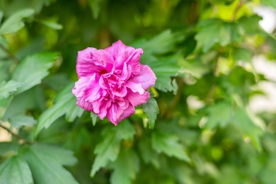 Welcome to one of Kings Way's most desirable residences-an on The Club At Yarmouthport in Massachusetts - for sale on GolfHomes.com, golf home, golf lot