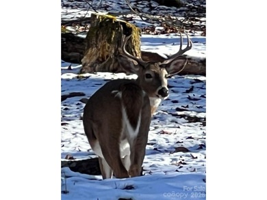 If you are thinking of building in Wolf Laurel this is the lot on Wolf Laurel Country Club in North Carolina - for sale on GolfHomes.com, golf home, golf lot
