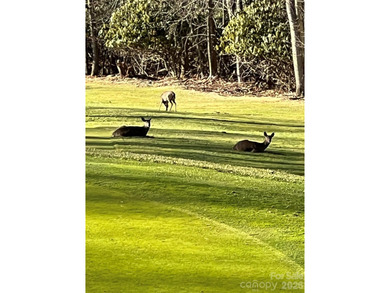If you are thinking of building in Wolf Laurel this is the lot on Wolf Laurel Country Club in North Carolina - for sale on GolfHomes.com, golf home, golf lot