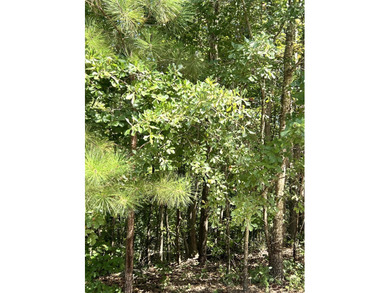 Affordable Basement lot with golf course views! This beautiful on Goshen Plantation Golf Club in Georgia - for sale on GolfHomes.com, golf home, golf lot