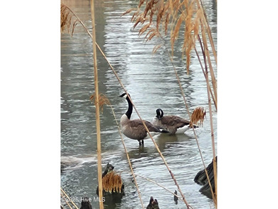 RARE WATERFRONT LOT in beautiful Albemarle Plantation! Build on Sound Golf Links at Albemarle Plantation in North Carolina - for sale on GolfHomes.com, golf home, golf lot