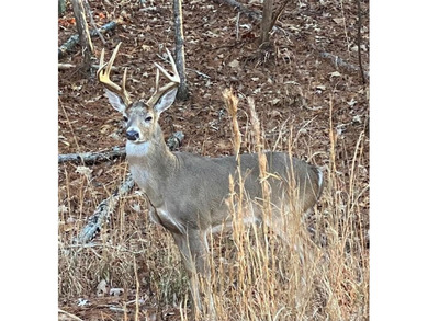 Stunning Craftsman Home surrounded by seasonal mountain views on The Highlands Course at Lake Arrowhead in Georgia - for sale on GolfHomes.com, golf home, golf lot