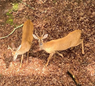 Stunning Craftsman Home surrounded by seasonal mountain views on The Highlands Course at Lake Arrowhead in Georgia - for sale on GolfHomes.com, golf home, golf lot