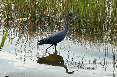 Welcome to 10626 Restoration Terrace, a beautiful 3-bedroom on Waterlefe Golf and River Club in Florida - for sale on GolfHomes.com, golf home, golf lot