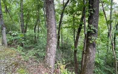 NORTH CAROLINA MOUNTAIN LOT!! This beautifully wooded 2.24 acre on Mountain Harbour Golf Club in North Carolina - for sale on GolfHomes.com, golf home, golf lot