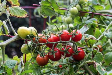 Side-by-side lots with gorgeous ocean views-one with a home, the on Discovery Harbour Golf Course in Hawaii - for sale on GolfHomes.com, golf home, golf lot