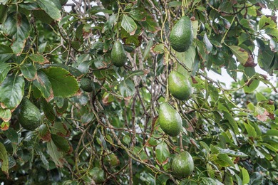 Side-by-side lots with gorgeous ocean views-one with a home, the on Discovery Harbour Golf Course in Hawaii - for sale on GolfHomes.com, golf home, golf lot