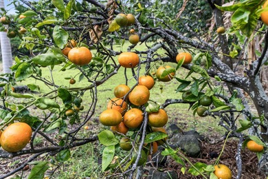 Side-by-side lots with gorgeous ocean views-one with a home, the on Discovery Harbour Golf Course in Hawaii - for sale on GolfHomes.com, golf home, golf lot