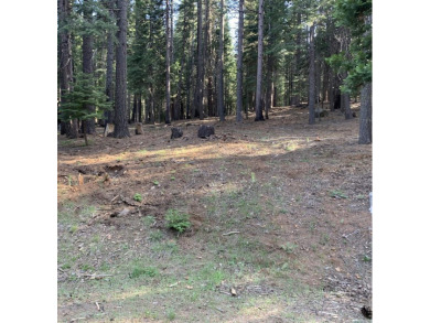 Discover this stunning half-acre lot in exclusive Lake Almanor on Lake Almanor West Golf Course in California - for sale on GolfHomes.com, golf home, golf lot