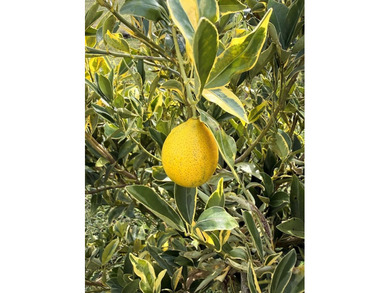 Recently renovated and full of character, this three-bedroom on  in Florida - for sale on GolfHomes.com, golf home, golf lot