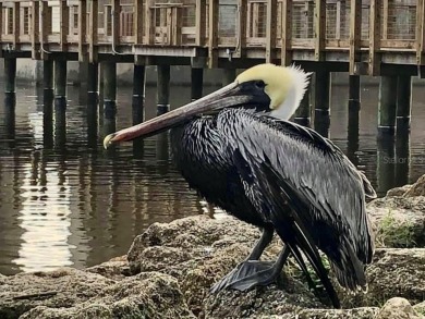 Amazing Opportunity for Your Own Piece of Sunshine on The on Ocean Palm Golf Course in Florida - for sale on GolfHomes.com, golf home, golf lot