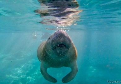 Looking for vacant land in Citrus Springs, Florida? This on Pine Ridge Community Golf and Country Club in Florida - for sale on GolfHomes.com, golf home, golf lot