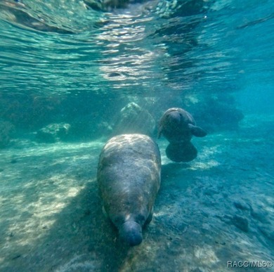 Looking for vacant land in Citrus Springs, Florida? This on Pine Ridge Community Golf and Country Club in Florida - for sale on GolfHomes.com, golf home, golf lot