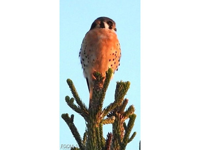 *GREAT PRICE*GREAT LOCATION*GREAT PUBLIC GOLF*GREAT NATURE AND on Myerlee Country Club in Florida - for sale on GolfHomes.com, golf home, golf lot