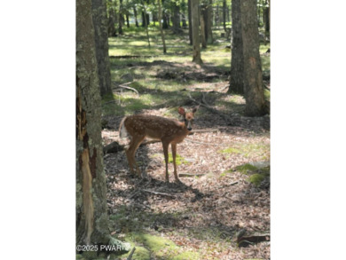 This .6-acre corner lot, located in the desirable Fawn Lake on Forest Lake Club in Pennsylvania - for sale on GolfHomes.com, golf home, golf lot