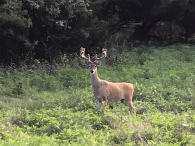 Half an acre for that vacation home or permanent residence on White Bluff Resort - New Course in Texas - for sale on GolfHomes.com, golf home, golf lot