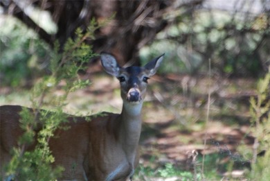 Half an acre for that vacation home or permanent residence on White Bluff Resort - New Course in Texas - for sale on GolfHomes.com, golf home, golf lot