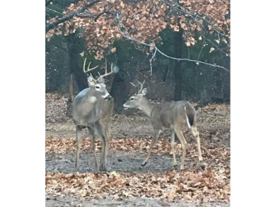 2 Corner lots with Mature Oak trees. Great building site .66 of on Nocona Hills Golf Course in Texas - for sale on GolfHomes.com, golf home, golf lot