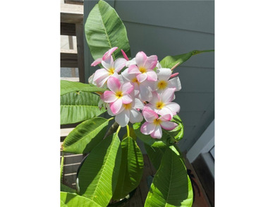 Beach Bliss in Port Aransas - 3BR/2.5BA Surf Bungalow with on Palmilla Beach Golf Club in Texas - for sale on GolfHomes.com, golf home, golf lot