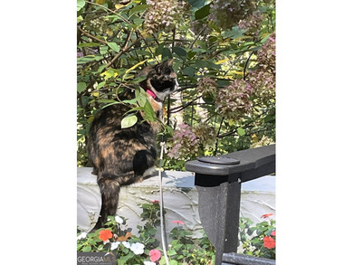 Almost brand new, beautifully updated 3-bedroom, 2-bathroom on Sky Valley Resort and Country Club in Georgia - for sale on GolfHomes.com, golf home, golf lot