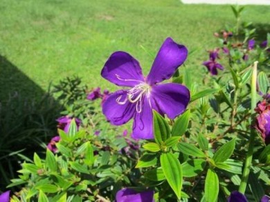 This charming 24 x 40, 2 bedrooms, 2 bath mobile home offers the on Grasslands Golf and Country Club in Florida - for sale on GolfHomes.com, golf home, golf lot