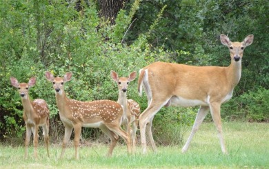 Nice half acre building site lot with mature oak trees to build on Nocona Hills Golf Course in Texas - for sale on GolfHomes.com, golf home, golf lot