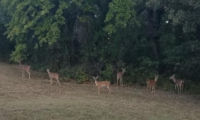 Nice half acre building site lot with mature oak trees to build on Nocona Hills Golf Course in Texas - for sale on GolfHomes.com, golf home, golf lot
