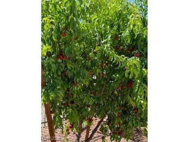 Welcome to this beautiful 1,981 sq. ft. home located in the on Mountain Falls Golf Course in Nevada - for sale on GolfHomes.com, golf home, golf lot