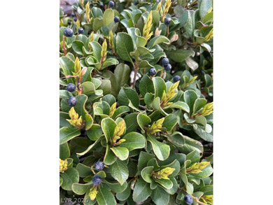 Style, View w/Million Dollar + Renovation! From top to bottom & on Siena Golf Club in Nevada - for sale on GolfHomes.com, golf home, golf lot