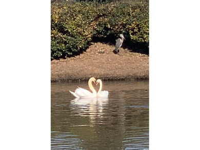 This one-of-a-kind Edisto model showcases exquisite designer on Wicked Stick Golf Club in South Carolina - for sale on GolfHomes.com, golf home, golf lot